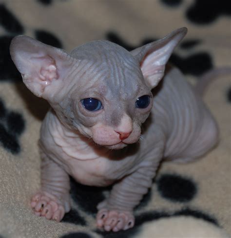 chubby hairless cat|cute hairless cat.